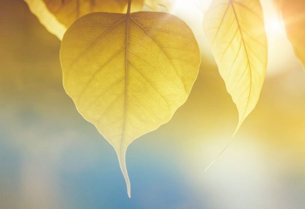 KVÄLLSKURS I MBKT - MINDFULNESSBASERAD KOGNITIV TERAPI DEN 10 JANUARI - 6 TILLFÄLLEN